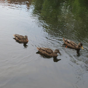 Meet your Posher, Amelia